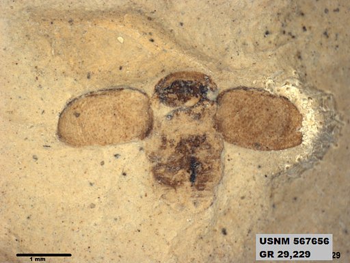 Insecta