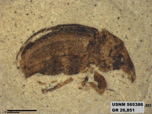Insecta