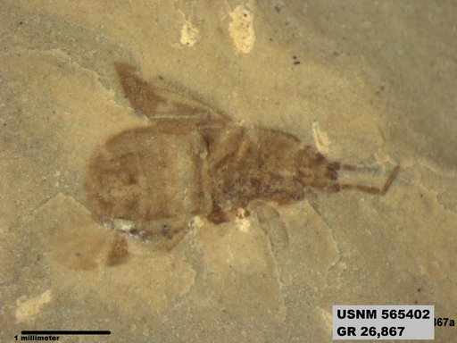 Genus sp