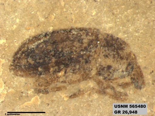 Insecta