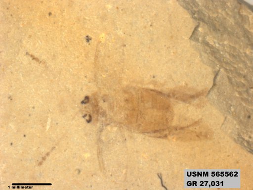 Insecta