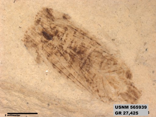 Genus sp