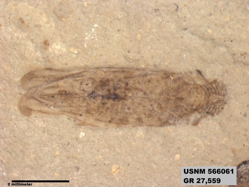 Genus sp