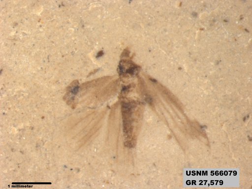 Genus sp