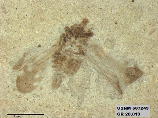 Genus sp