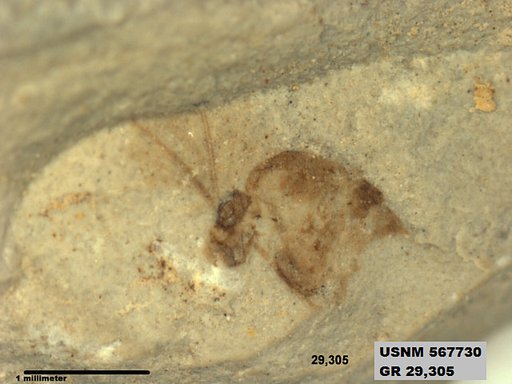 Insecta