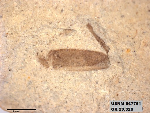 Genus sp