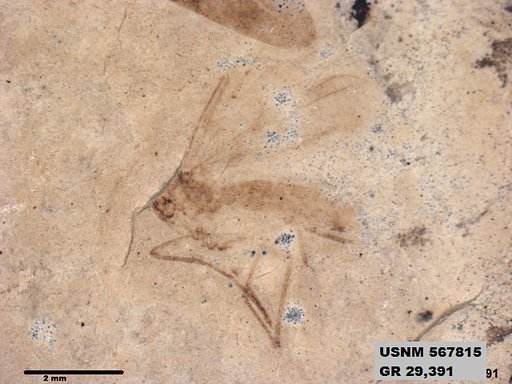 Insecta