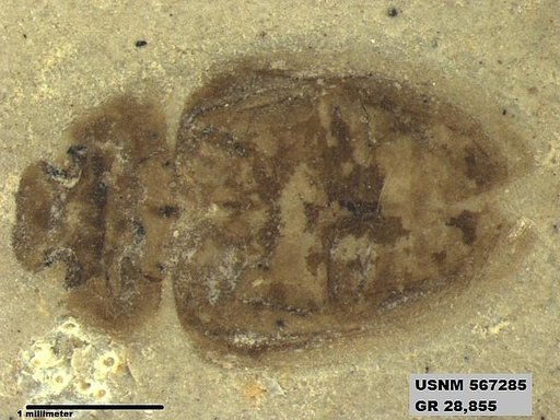 Insecta