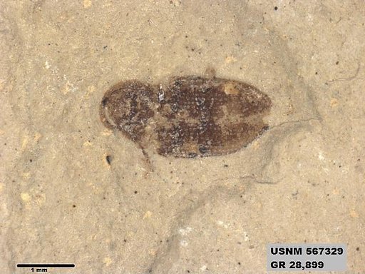 Insecta