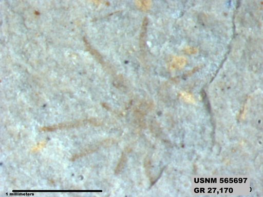 Genus sp