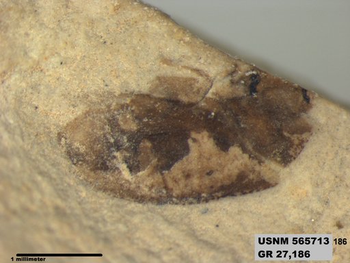 Insecta