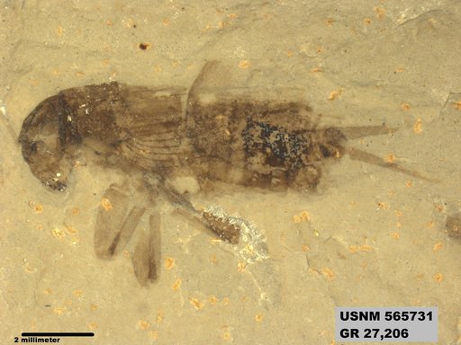 Genus sp