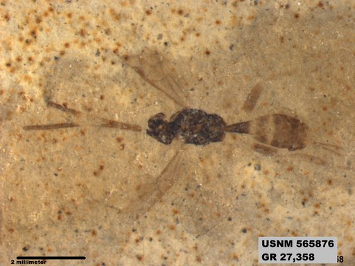 Insecta