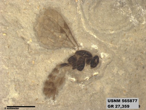 Insecta