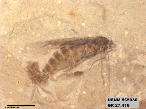 Insecta