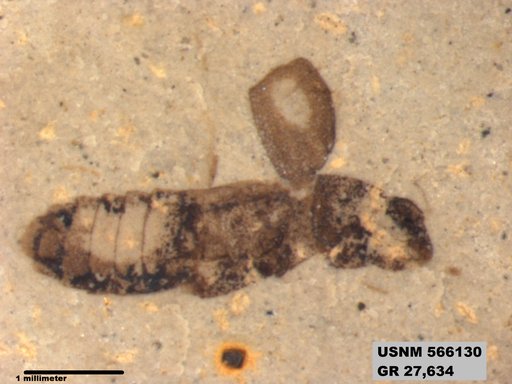 Genus sp