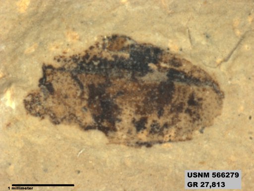 Insecta