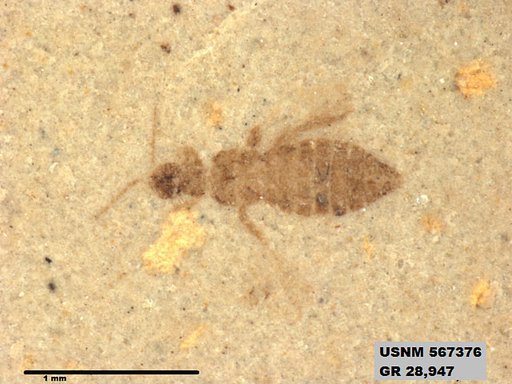 Insecta
