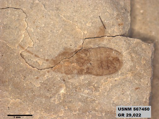 Genus sp
