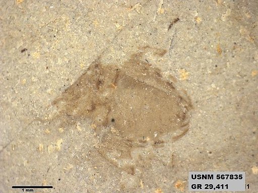 Insecta