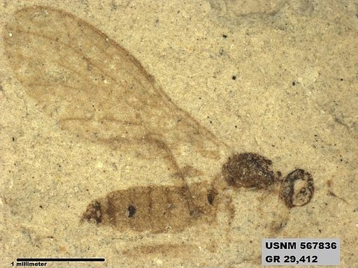 Insecta