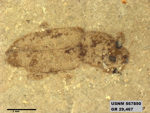 Insecta