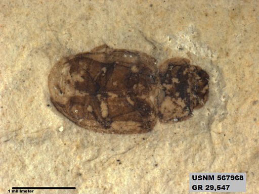 Insecta