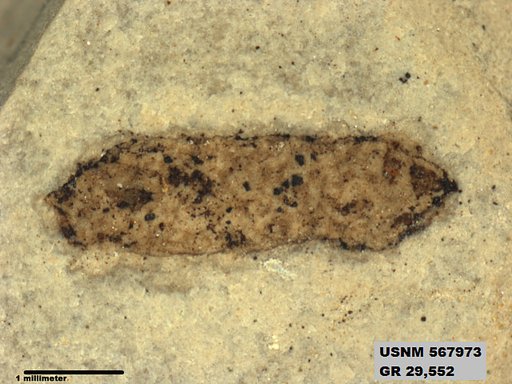 Insecta