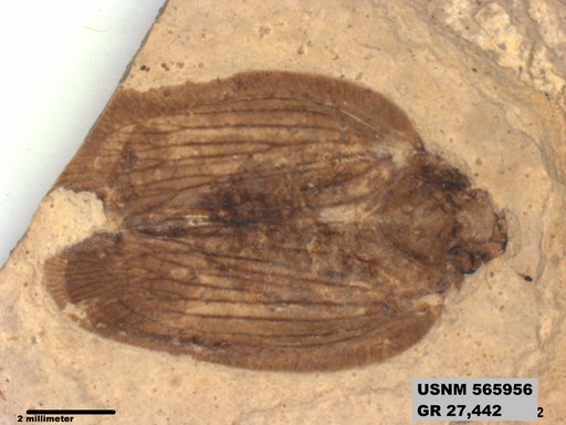 Genus sp