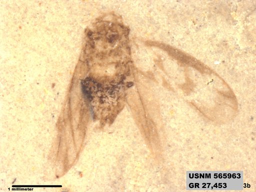 Genus sp