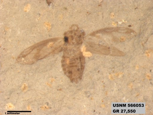 Genus sp