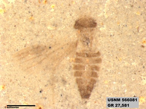 Genus sp