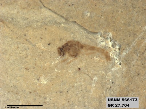 Insecta