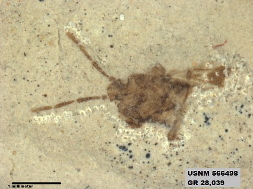 Genus sp