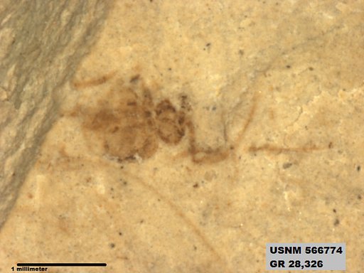 Insecta