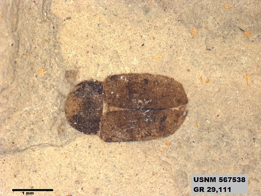 Insecta