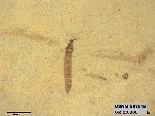 Genus sp