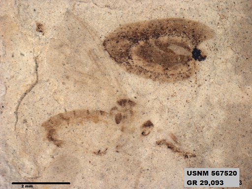 Insecta
