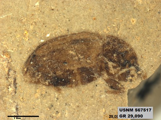 Insecta