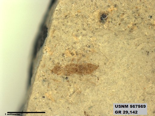 Insecta