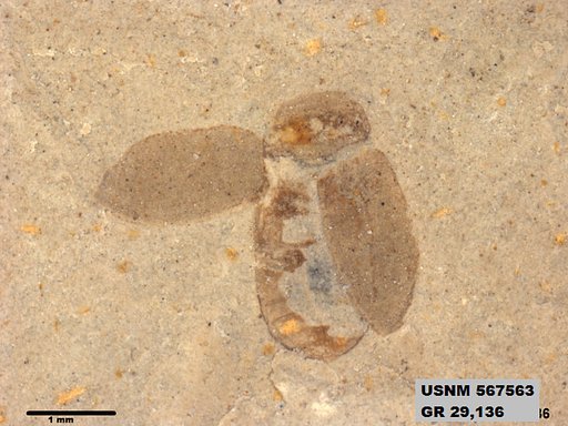 Insecta