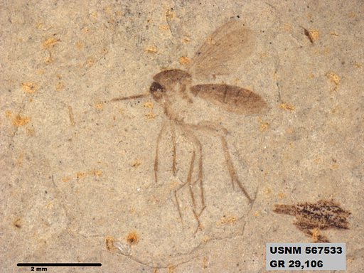 Insecta
