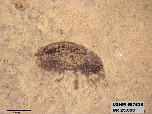 Insecta