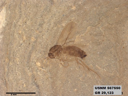 Insecta