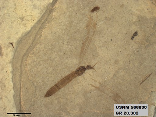 Insecta