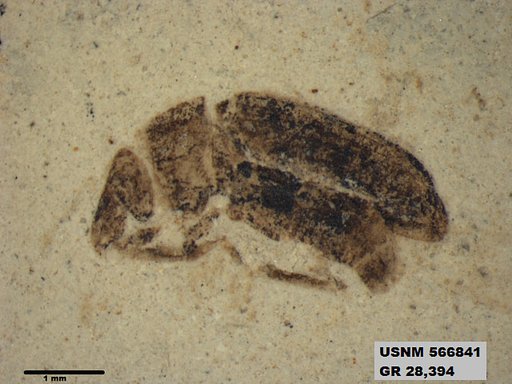 Insecta