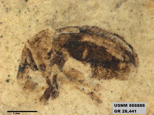 Insecta