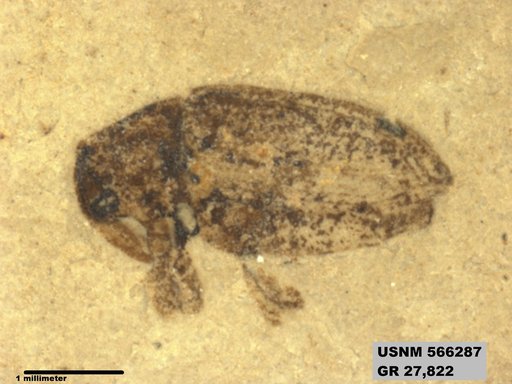 Genus sp