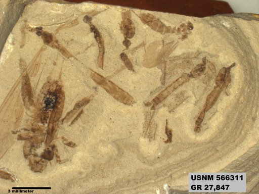 Genus sp